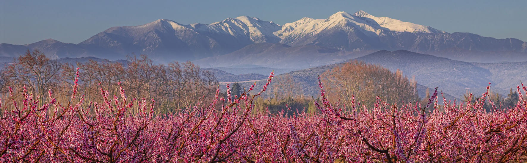 Le Canigou